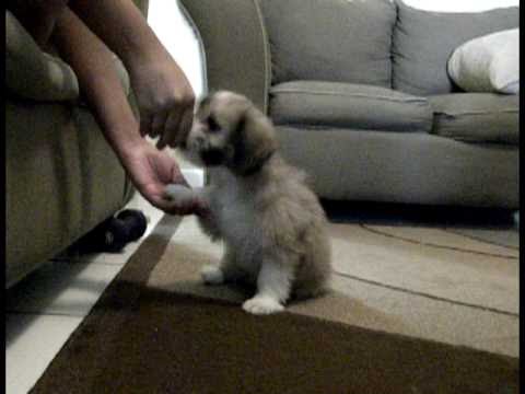 Shih tzu Maya training. Puppy learns to sit, get down, up ...