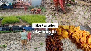 Traditional way of paddy farming || Rice Transplantation without using machine|| A day in my life