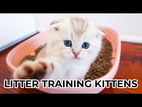 Video: Why the cat does not eat or drink - what to do?