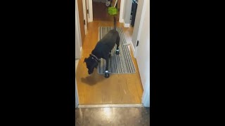 Dog Forgot How To Walk When She Wore Her New Booties