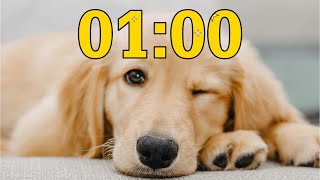1 Minute Golden Retriever Puppy Dog Countdown Timer