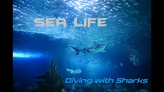 Sea Life 4k (Sylwia Diving) 2024