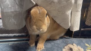 A rabbit who was left playing hideandseek and found 30 minutes later was so happy he was crying...