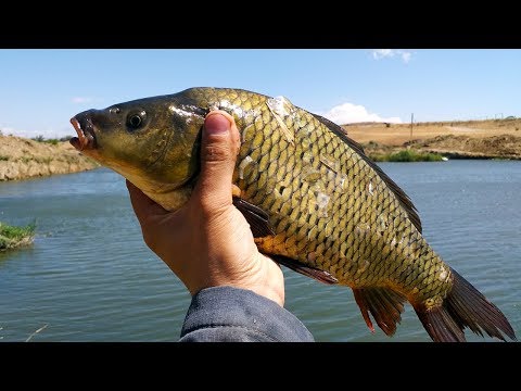თევზაობა გამარჯვების ტბაზე 2019