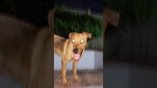 My Game Dog Goes To Fight With A Pitbull