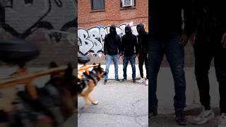 A Dog Shot Drug Dealers With Paintball