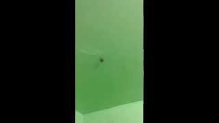 I almost died! / Big spider