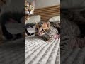 Ma guarda questi piccoli dolcetti 🧁 #bengalbest #cuccioli #bengala