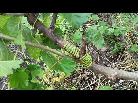 Видео: Отглеждане на черница