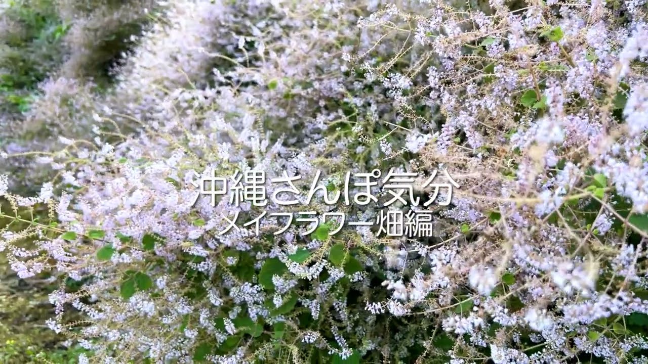 沖縄さんぽ気分 メイフラワー畑編 Youtube