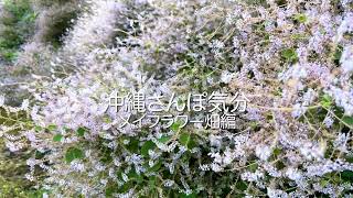 沖縄さんぽ気分・メイフラワー畑編 - YouTube