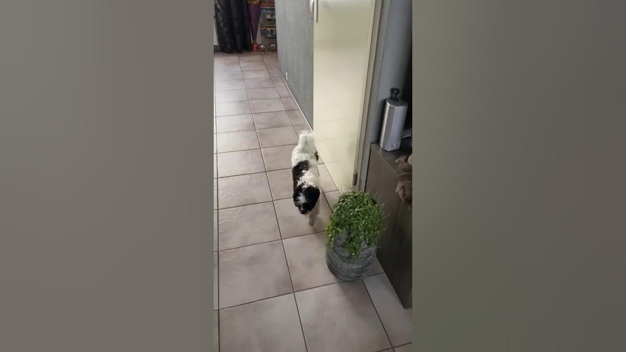 Vreemd gedrag hond (hersenafwijking??) YouTube