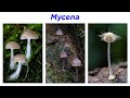 Mushroom Characteristics and Identification