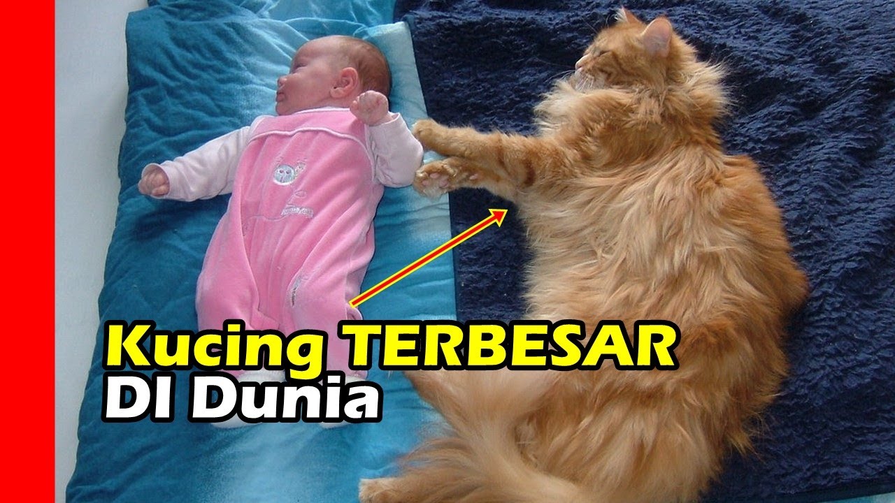 Inilah 10 Ras Kucing yang paling besar di Dunia, Ada yang ...