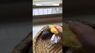 Poor bird #pigeon #birds #animals #rescue #wildliferescue