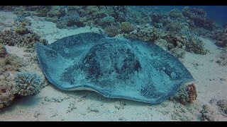 Blotched Stingray at Marsa Shagra house reef by Gilles & Valerie