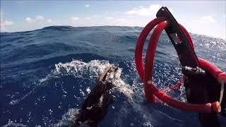 10 kg black spot tusk fish