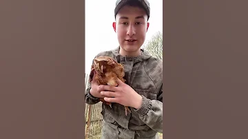 Как понять несётся курица или нет ?!