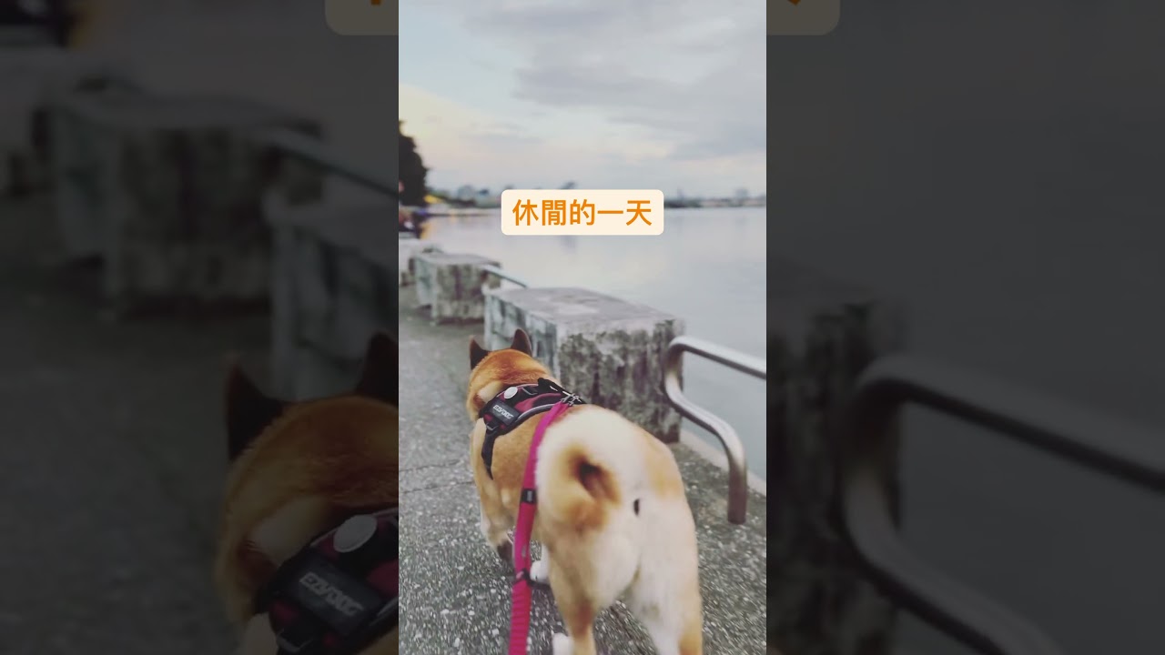 #shorts #狗狗 #米克斯 縮圖