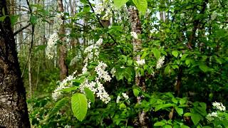 THE HEALING EFFECT OF BIRDS SINGING IN THE SPRING FOREST WILL HELP THE HEART AND NERVOUS SYSTEM