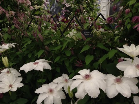 Video: 4. tsooni lillesibulad – külmakindlate sibulate valimine aeda