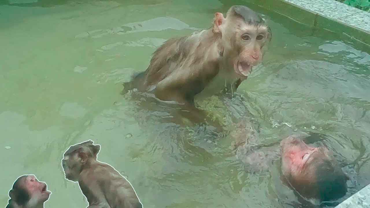 Monkey In Pool Adorable monkeys bathe in the pool - YouTube