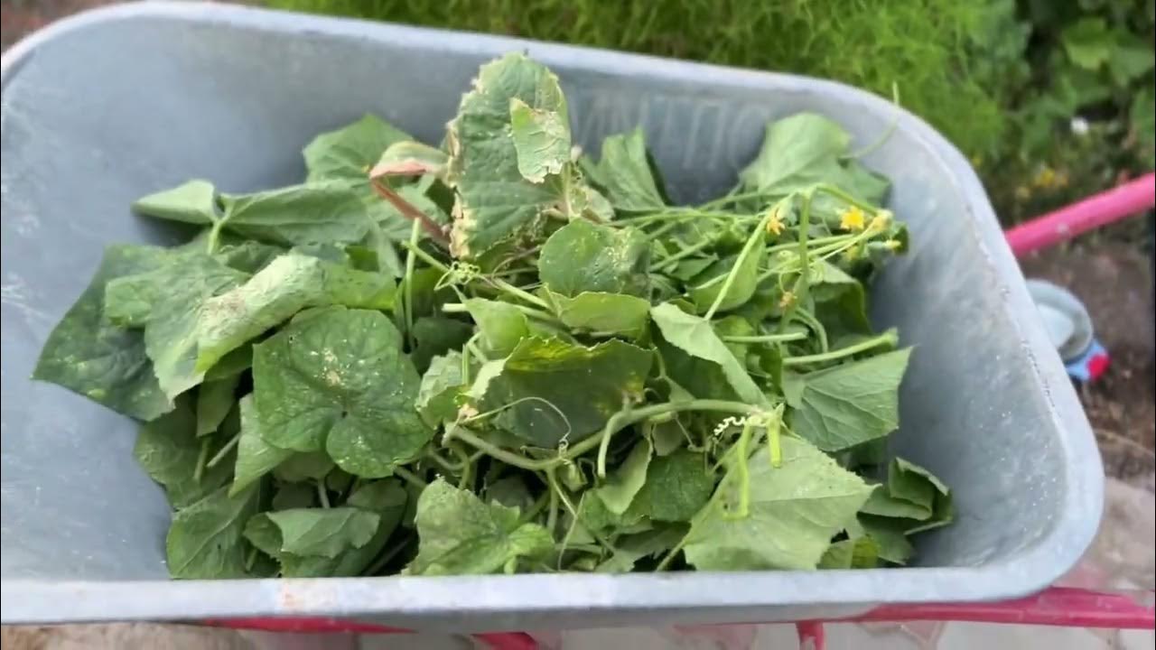 Нудистер лагерінде бір жігіт жыныстық қатынасқа барған.