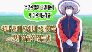 [팜한농] 양파 노균병으로 고생하시는 분들은 이 영상 꼭 보고 가세요! | 팜한농
