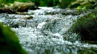 Gentle River Stream &amp; Soft Piano Music | Relax, Study, Sleep, Reduce Stress (4K UHD)