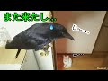 【ストーカー】猫がカラスをストーキングして困る💧 20190415、カラス＆猫＆モモ