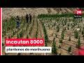 Policía destruye más de 8000 plantones de marihuana en Huaura