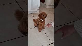 Beautiful Fire Red Toy Poodle Puppy Tricks Training Shake Hands #puppytraining