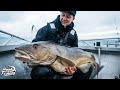 Cod Fishing in Norway - BEST Cod fishing in The World! Cod Fishing in Norway - BEST Cod fishing in The World!