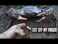Can a Mudcrab cut off your finger?