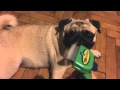 Расчесываем мопса фурминатором / Pug Grooming with Furminator