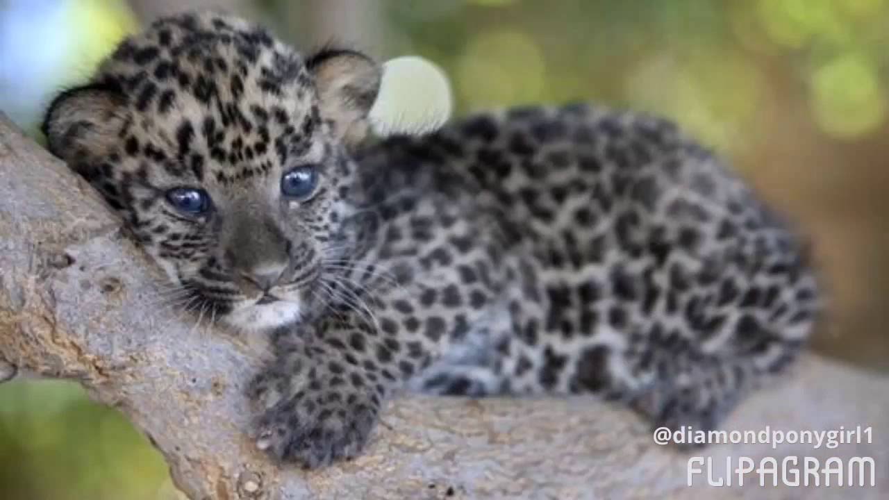 Baby leopards - YouTube