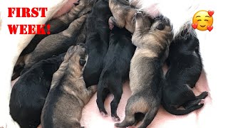 German Shepherd Puppies Life Begins So CUTE
