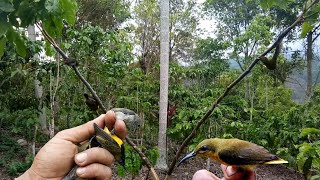 Mikat burung sogok ontong/kolibri