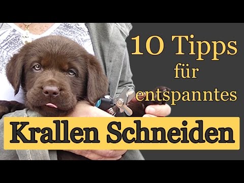 Video: Geschafft! 5 Tipps Für Stressfreies Nagelschneiden Bei Hunden