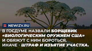 ГД: борщевик «биологическое оружие США». С ним надо бороться. Иначе - штраф и изъятие участка.