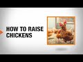 How to Raise Chickens | The Home Depot
