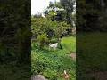 Peaceful Afternoon 🌿🙂#telugushorts #chill #minivlog #shortvideo #trending #village #aesthetic