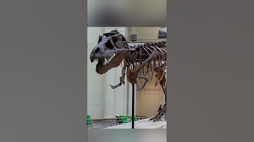 Dinosaur DNA dilemma #dinosaurs #science #dna #cmi