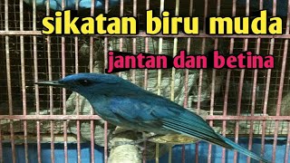 burung sikatan biru muda jantan dan betina