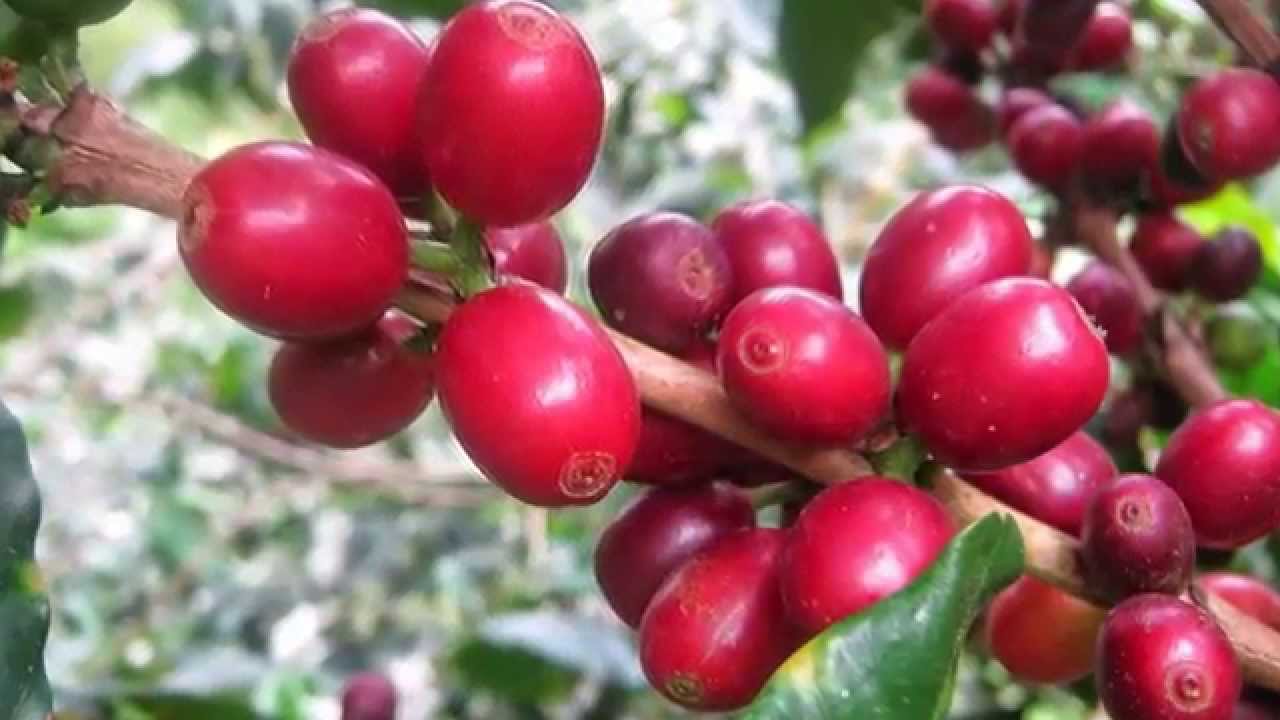 café maduro de cafe flordelis YouTube