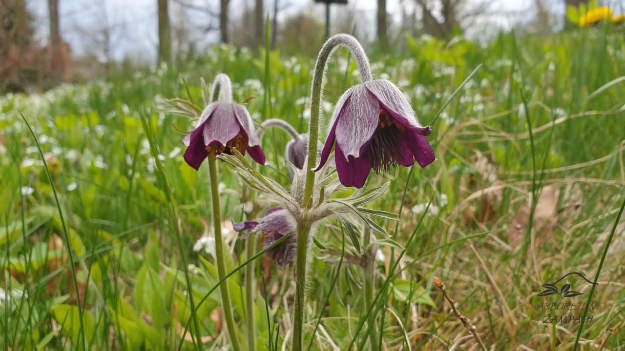 Pulsatilla pratensis ssp  bohemika koniklec luční český