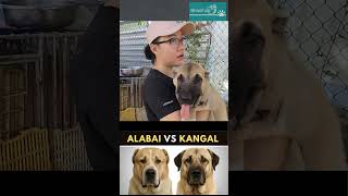 Trại Chó Khổng Lồ Kangal & Alabai tại Quảng Ngãi.
