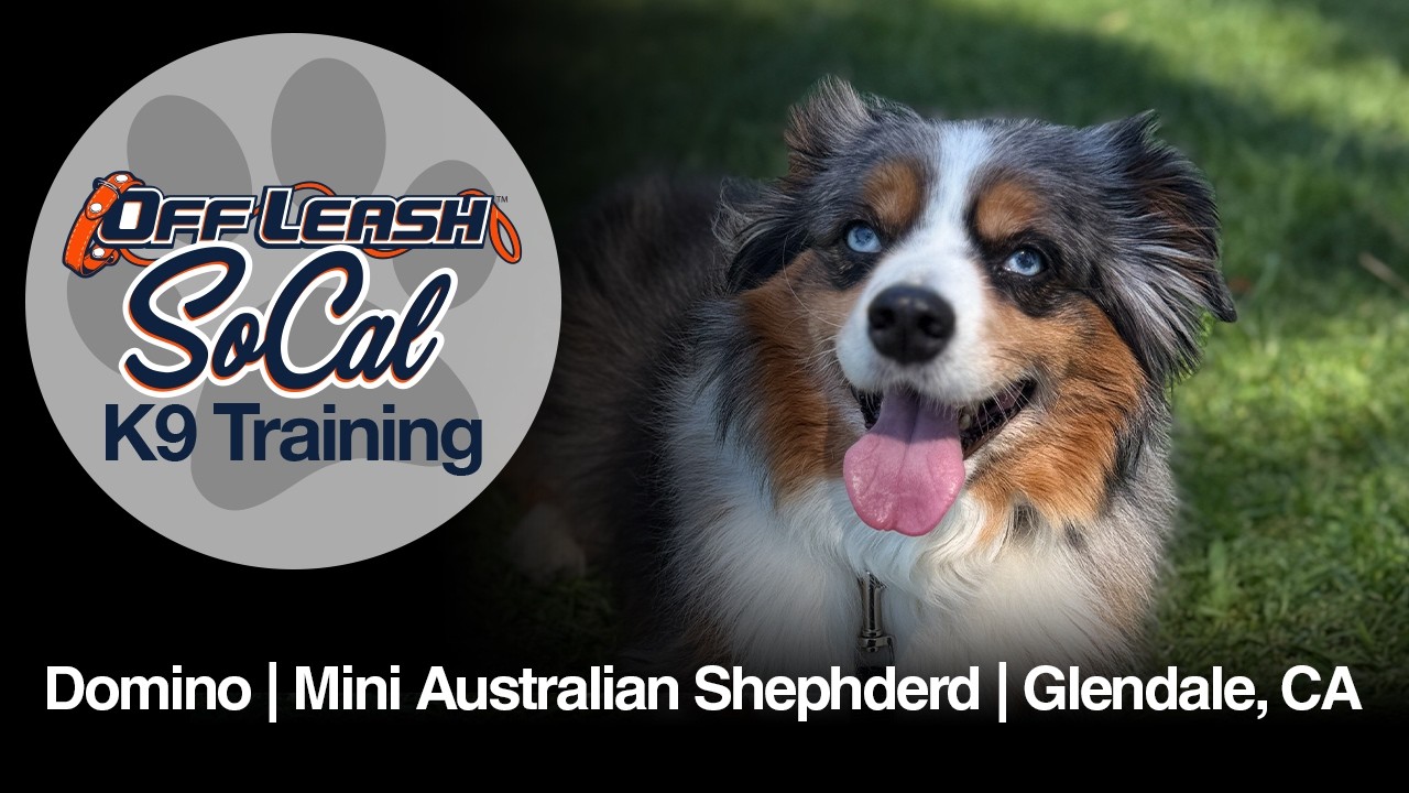 Miniature Aussie Dog Training | Domino | Glendale, CA