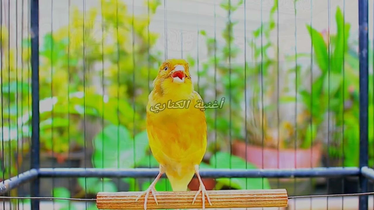 Спокойные бельгийские канарские мелодии для снятия стресса и сна ASMR