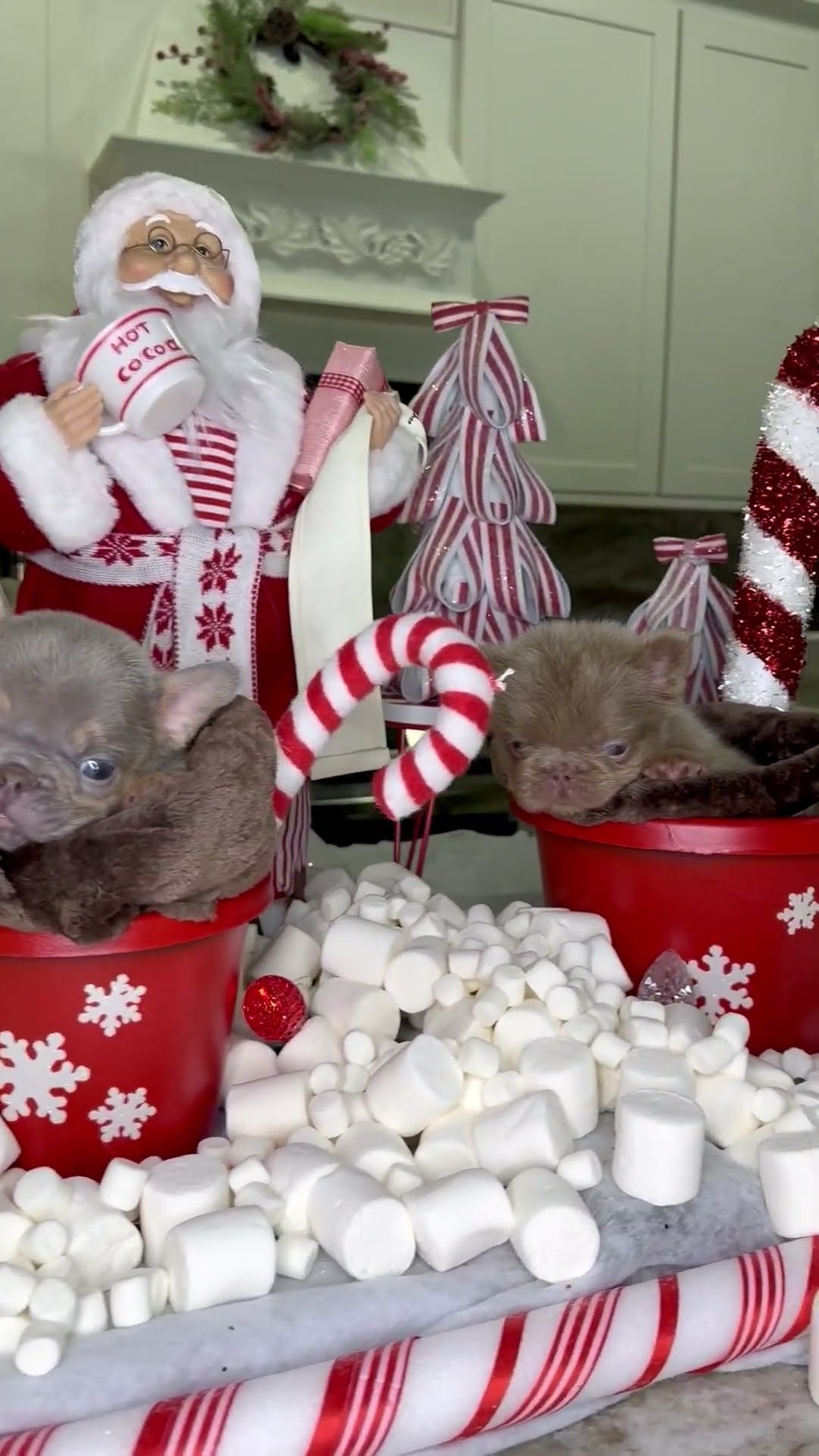 French Bulldog Puppy Hot Cocoa Bar || ViralHog